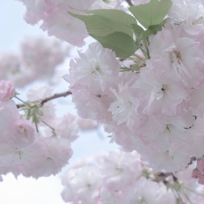 互助福瑞交流群